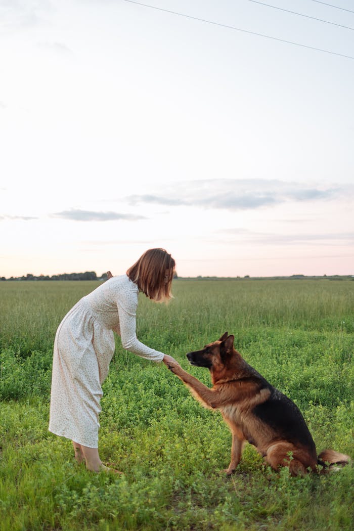 A woman in a meadow training her German Shepherd dog by shaking hands at sunset.